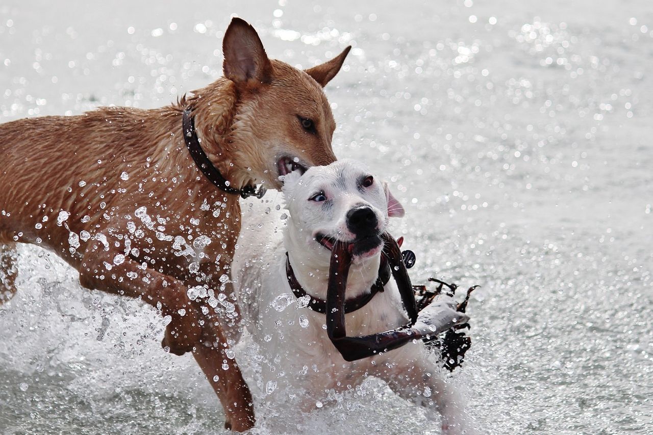 Hundehaftpflicht: So sind Halter gut versichert